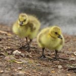 Easter Egg Hunt and Decorating at Walthamstow Wetlands
