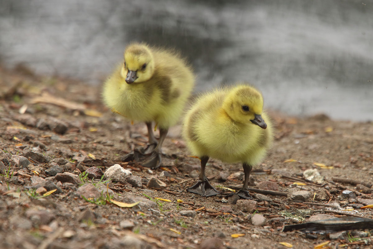 Easter Egg Hunt and Decorating at Walthamstow Wetlands