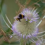 Health, Happiness and Hairy-footed Flower Bees