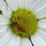 Health, Happiness and Hairy-footed Flower Bees