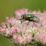 Secret Life of Flies