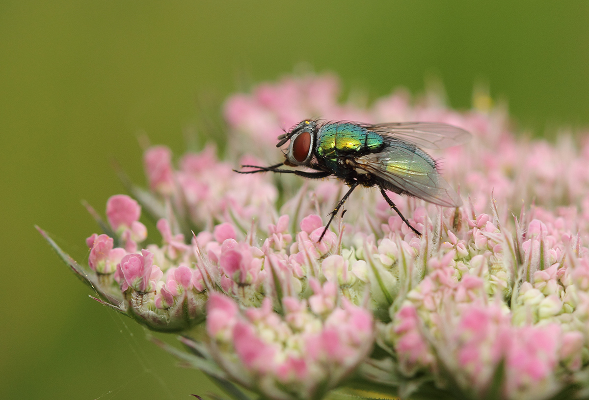 Secret Life of Flies
