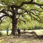 Green Sketching (All-weather)