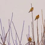 Breathwork Workshop with James Lockley